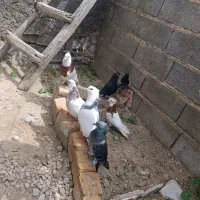 حدود 13.14عد کبوتر تزیینی.وپلاکی ونک