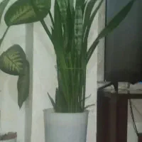 یک گل بسیار زیبا