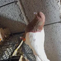 کبوتر کله ای فروشی