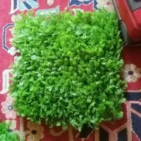 چمن سبز مصنوعی|گل مصنوعی|شیراز, ریشمک|دیوار