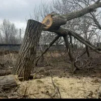 خرید وفروش تمام چوب تروخشک صنوبر گردو سنجیدمیوه