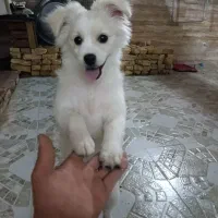 واگذاری سگ خانگی