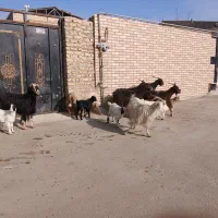 ۷رس بز|حیوانات مزرعه|جوادآباد, |دیوار