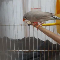 فنج نرو ماده کینگ نر لوپ سیاه کاکل معاوضه با کفتر|پرنده|قرچک, میرزائی شمالی|دیوار