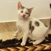 واگذاری رایگان بچه گربه دو ماهه سالم|گربه|شاندرمن, |دیوار