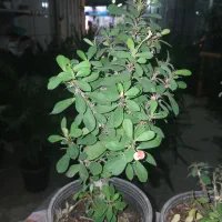 انواع گلهای اپارتمانی