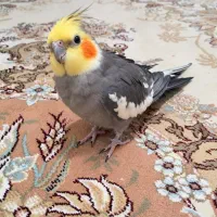 عروس هلندی سخنگو