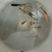 ماهی مولی و ماکرو قیمت مناسب