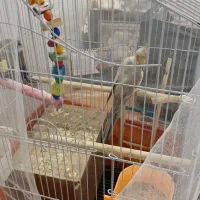 جفت عروس هلندی با تخم|پرنده|تهران, تهرانپارس جنوبی|دیوار