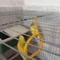 مرغ عشق مولد|پرنده|اسلامشهر, شهرک محمدیه|دیوار