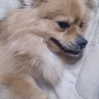 سگ پامرانین ماده