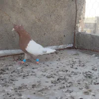 سینه سرخ نر|پرنده|بجنورد, |دیوار