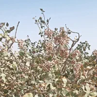 زمین پسته|فروش زمین و ملک کلنگی|کشکوئیه, |دیوار