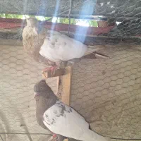 کفتر کبوتر معاوضه|پرنده|مرودشت, گندم|دیوار