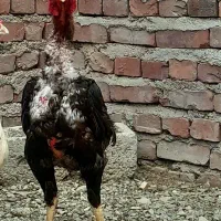 خروس لاری افغان اصیل