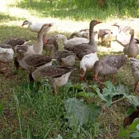 غاز محلی و قو غاز|حیوانات مزرعه|مهاباد (آذربایجان غربی), |دیوار