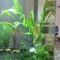 گیاه آکواریوم