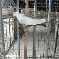 بهبودی زرنگ|پرنده|شیراز, تندگویان|دیوار
