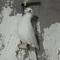 کبوتر|پرنده|شریفآباد, |دیوار