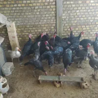 بوقلمون‌قرمزومشکی‌محلی،مرغ  محلی|حیوانات مزرعه|بوکان, |دیوار