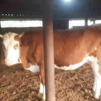 فروش تلیسه آبستن