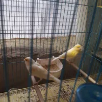 جفت قناری موزائیکی