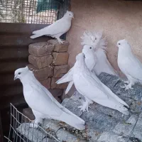 کبوتر شامپیون و سفید کاکلی پرشی