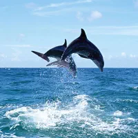 تور گشت جزیره VIP با اسپورتیج|تور و چارتر|قشم, |دیوار