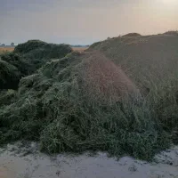 کاه یونجه خرمن کوب سبز