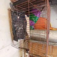 قفس پرنده