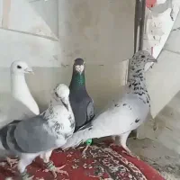 کفتر پرشی|پرنده|فرح دشت, |دیوار