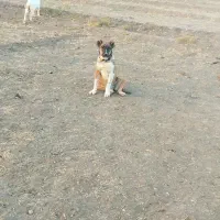 توله ماده|سگ|سبزوار, قصبه شرقی|دیوار