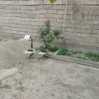 غاز دو ساله