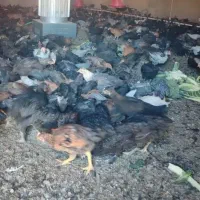 مرغ خروس جوجه خروس و جوجه