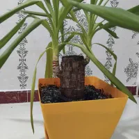 بونسای یوکا