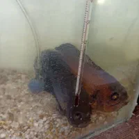 ماهی اسکار تایگر