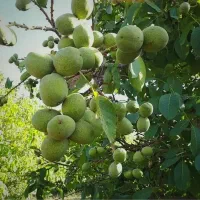 باغ در شهر توریستی دستجرد|فروش زمین و ملک کلنگی|قم, زنبیل آباد|دیوار