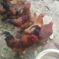 5تا خروس محلی هم فروش هم معاوضه
