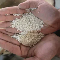 دانه بلند عنبر بو|خوردنی و آشامیدنی|شادگان, |دیوار