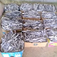 زغال پسته قلم