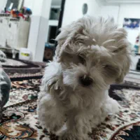 حیوان خانگی سگ