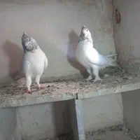 باشی سپه|پرنده|اردبیل, |دیوار