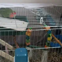 پرنده کوتوله برزیلی با وسایل این قیمت|پرنده|بومهن, |دیوار