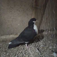 ۷ عدد کفتر|پرنده|قائن, |دیوار