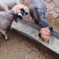 دوتا میش نزدیک زا جوان|حیوانات مزرعه|مسجد سلیمان, |دیوار