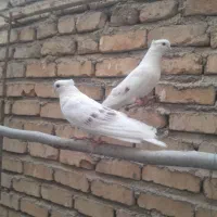 پشت دار و طوقی