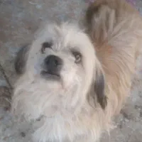 واگذاری سگ ماده شیتزو خوشکل و حرف گوش کن