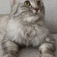 گربه نژاد دار نره ماده پشمالو