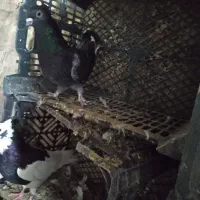 کبوتر|پرنده|جوانرود, |دیوار