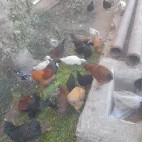 مرغ خروس|حیوانات مزرعه|هشتگرد, شهرک افشاریه|دیوار